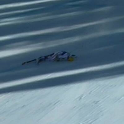 Horror-Sturz von Max Franz