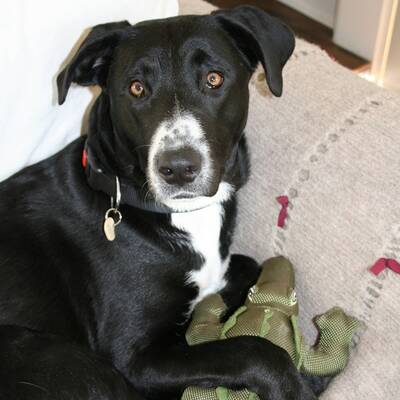 Hundewahl - Lennox, 14 Moante