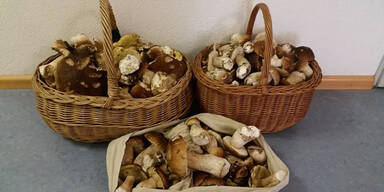 Männer sammeln zu viele Pilze und müssen Strafe zahlen