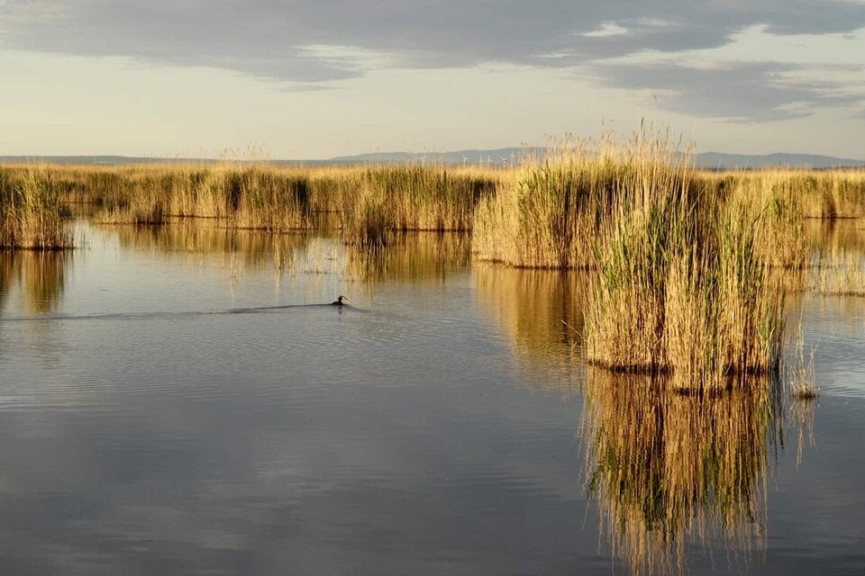 Umweltschützer warnen vor Donau-Wasser im Neusiedler See