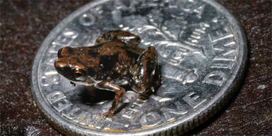 Mini-Frosch