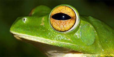 Neue Tierart endeckt: Fliegende Frösche