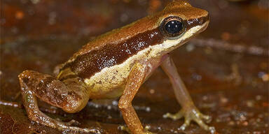 Forscher entdeckten vegetarische Piranhas 