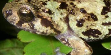 163 neue Arten am Mekong entdeckt