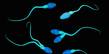 Spermien-Armut in Europa?
