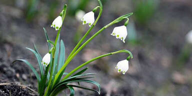 Am Mittwoch kommt der Frühling