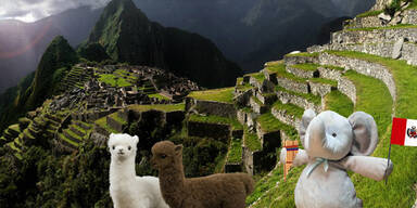 Darum lässt ein kleiner Plüschelefant das ganze Netz verrücktspielen 