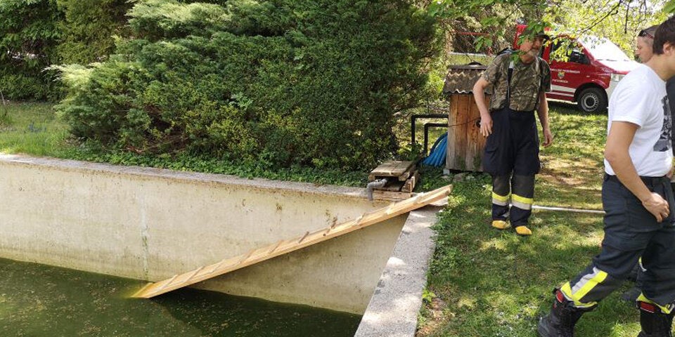Payerbach BIBER AUS POOL GERETTTET