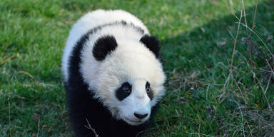 Panda Fu Bao erkundet erstmals die Natur