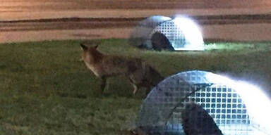 Fuchs vor Wiener Burgtheater gesichtet