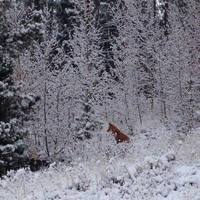 Winter-Wonderland in Colorado