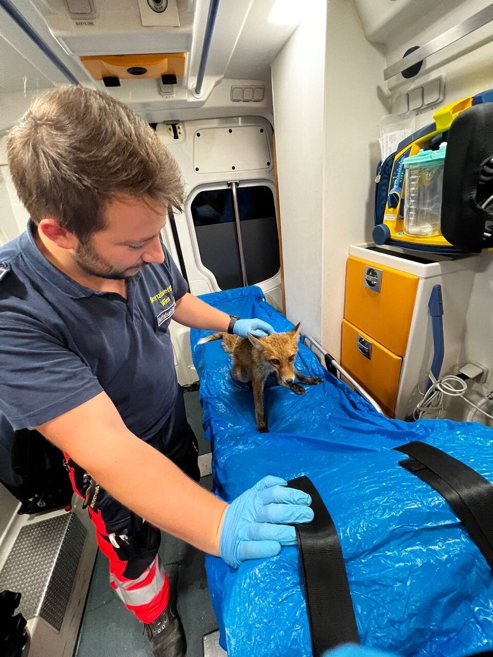 Verletzter Fuchs in Wien von Straße gerettet