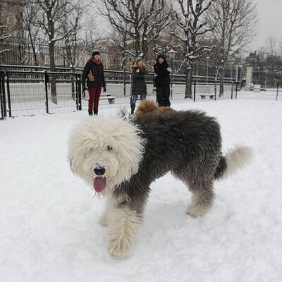 So fällt der Schnee in Wien