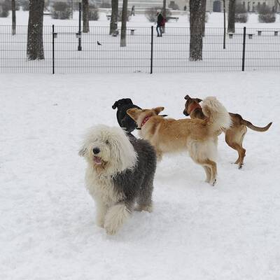 So fällt der Schnee in Wien