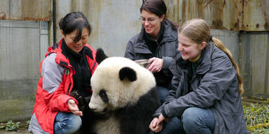 Fu Hu lebt sich in seinem neuem Reich ein