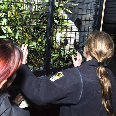 Fu Hus Heimreise nach China