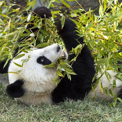 Fu Hus Heimreise nach China