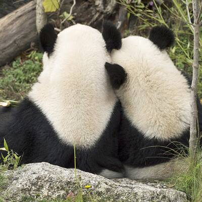 Fu Hus Heimreise nach China