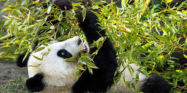 Panda Fu Hu in China angekommen 