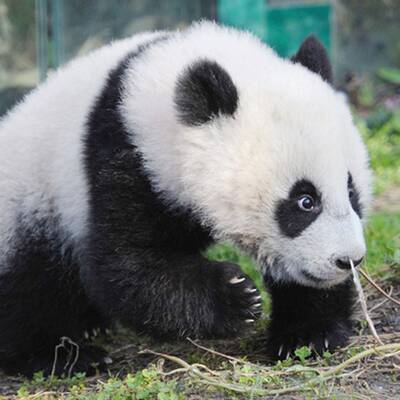 Fu Hu traut sich ins Freie