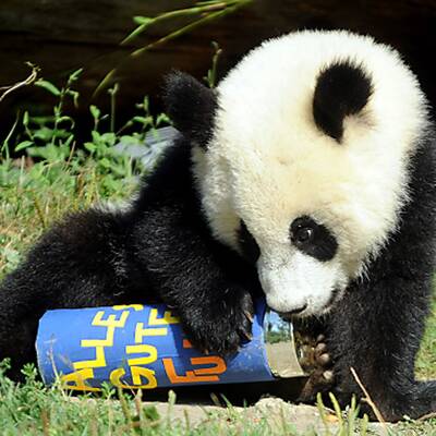 Fu Hu feiert seinen ersten Geburtstag