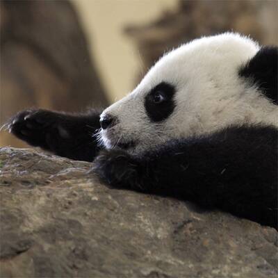 Mutiger Klettermax Fu Hu