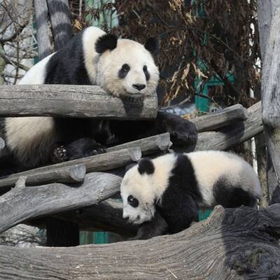 Fu Hu traut sich ins Freie