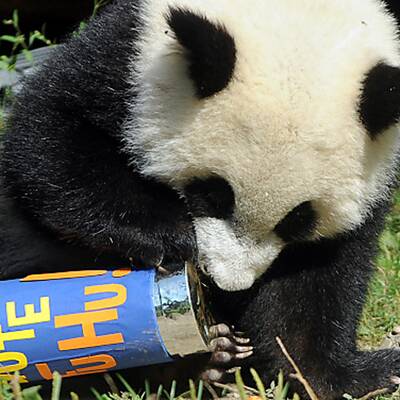 Fu Hu feiert seinen ersten Geburtstag