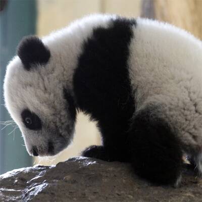 Mutiger Klettermax Fu Hu