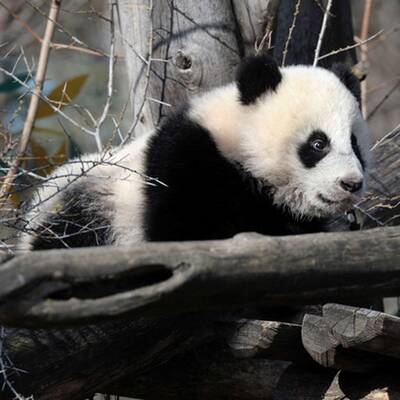 Fu Hu traut sich ins Freie