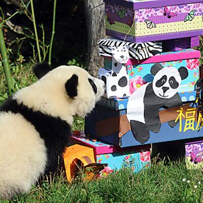 Fu Hu feiert seinen ersten Geburtstag