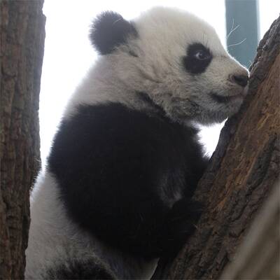 Mutiger Klettermax Fu Hu