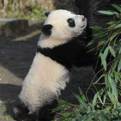 Fu Hu traut sich ins Freie