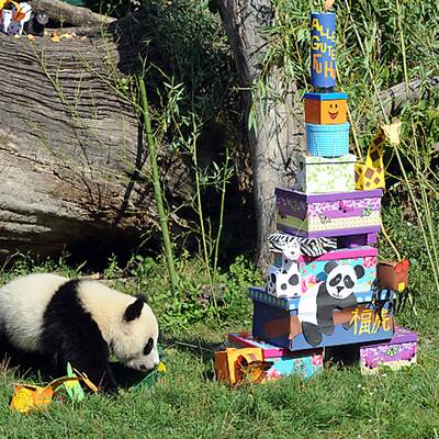Fu Hu feiert seinen ersten Geburtstag