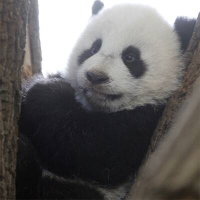 Mutiger Klettermax Fu Hu