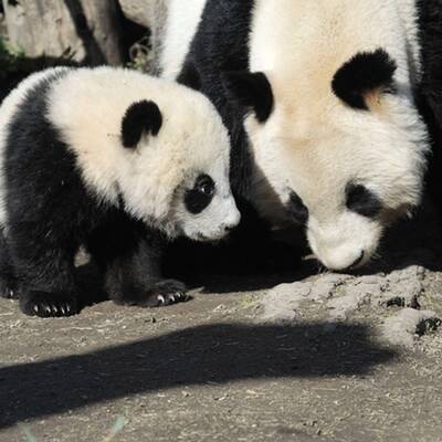 Fu Hu traut sich ins Freie