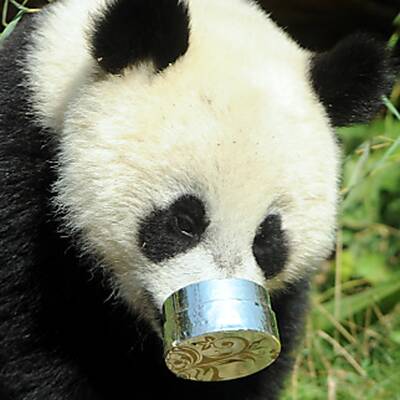 Fu Hu feiert seinen ersten Geburtstag