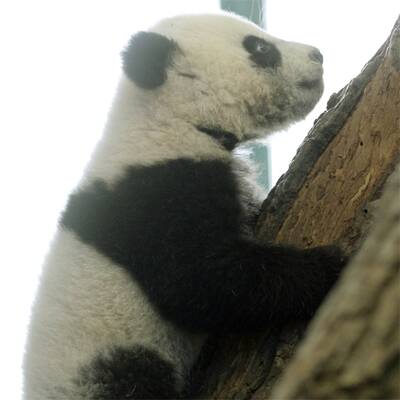 Mutiger Klettermax Fu Hu