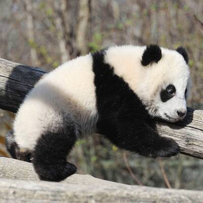 Fu Hu traut sich ins Freie