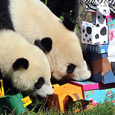 Fu Hu feiert seinen ersten Geburtstag