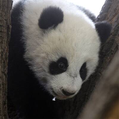 Mutiger Klettermax Fu Hu