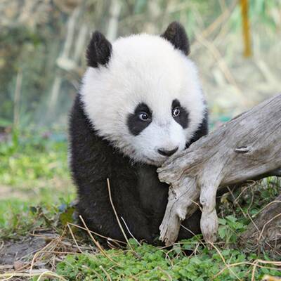 Fu Hu traut sich ins Freie