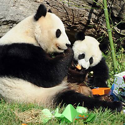 Fu Hu feiert seinen ersten Geburtstag