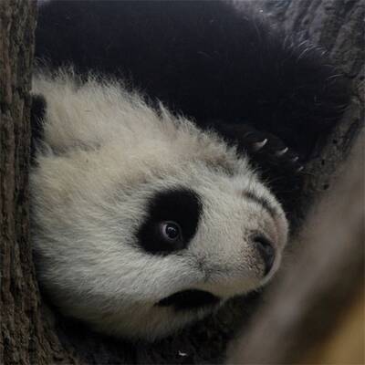 Mutiger Klettermax Fu Hu