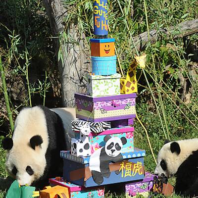 Fu Hu feiert seinen ersten Geburtstag