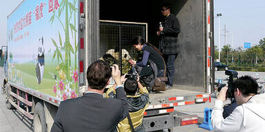 Panda Fu Hu in China angekommen 