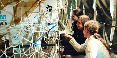 Panda Fu Hu in China angekommen 