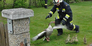 Feuerwehr auf Gänsejagd
