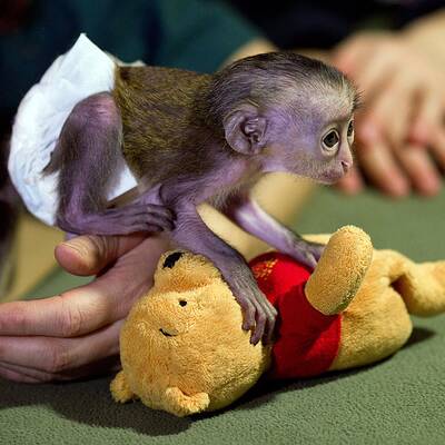 Baby-Affe im Zoo von Magdeburg