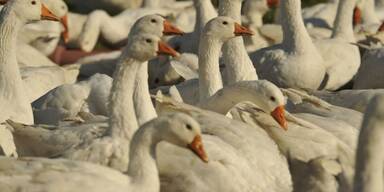 Vogelgrippe H5N1: 700 Gänse betroffen – strenge Maßnahmen in OÖ